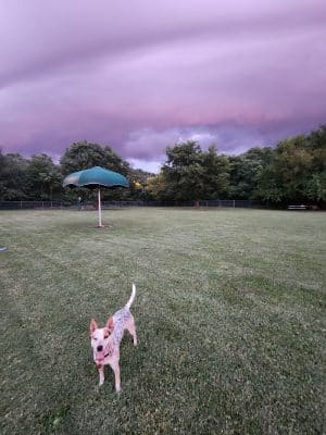 Central Bark Dog Park (Members Only)