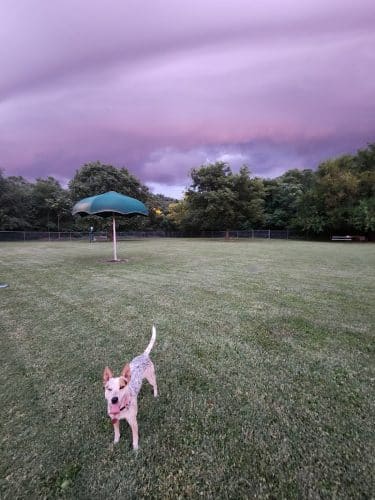 Central Bark Dog Park (Members Only)