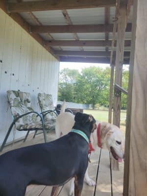 Central Bark Dog Park (Members Only)
