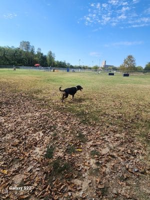 Central Bark Dog Park (Members Only)