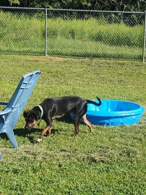 Central Bark Dog Park (Members Only)