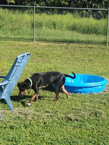 Central Bark Dog Park (Members Only)