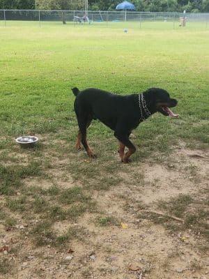 Central Bark Dog Park (Members Only)