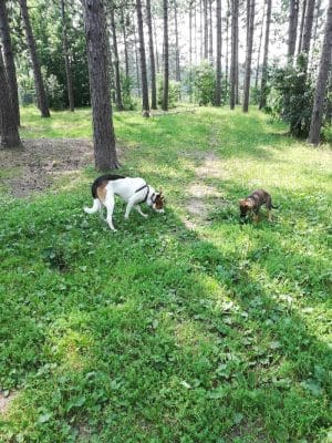 Eveleth Dog Park - Eveleth, MN