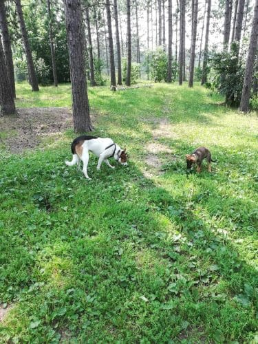 Eveleth Dog Park