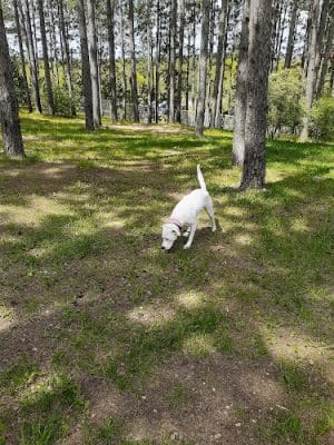 Eveleth Dog Park - Eveleth, MN