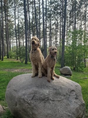 Eveleth Dog Park - Eveleth, MN