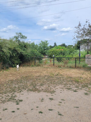 Dog Park at 7-Acre Park