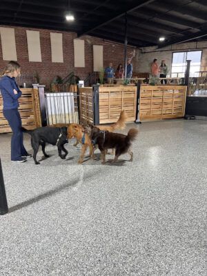 Park-9 Dog Bar