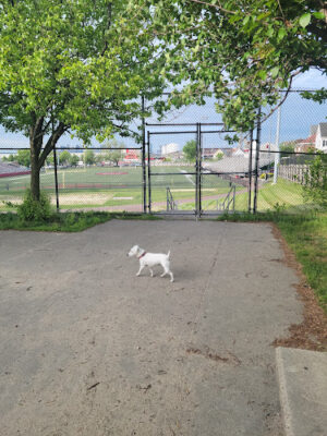 The Pup Park on Chelsea
