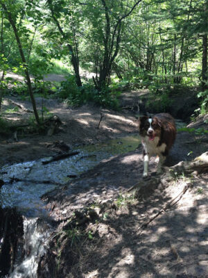 Elk Meadow Offleash Dog park