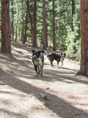 Elk Meadow Park Stagecoach Trailhead
