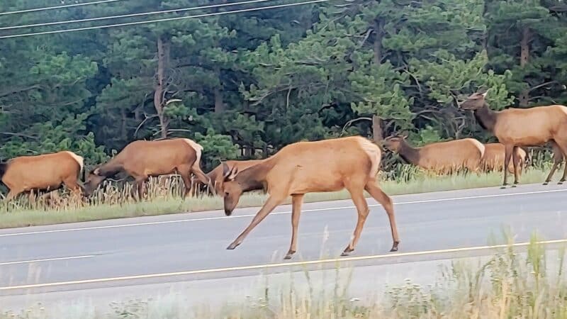 Elk Meadow Park Stagecoach Trailhead - Evergreen, CO