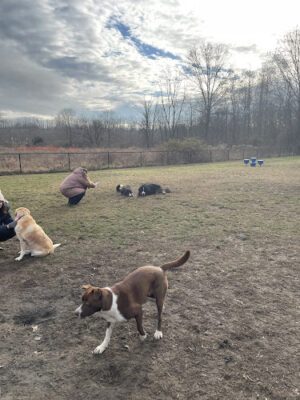 Evesham Township Dog Park