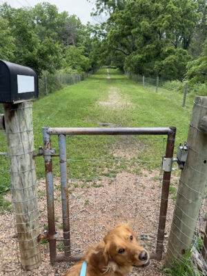 Off Leash Dog Park