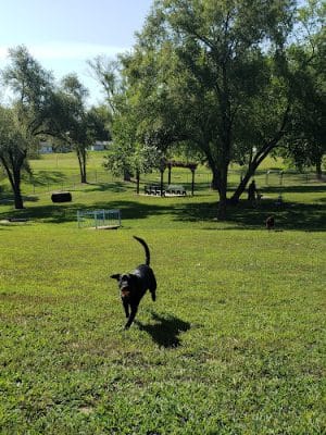 Century Bark Off Leash Dog Park