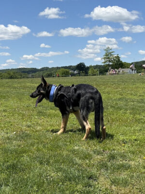 Exton Dog Park