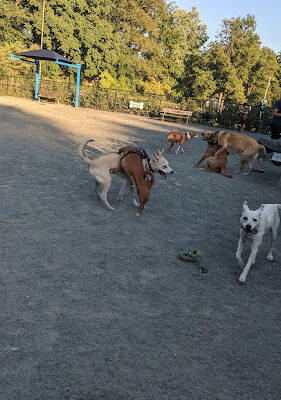 Fairfax City Dog Park