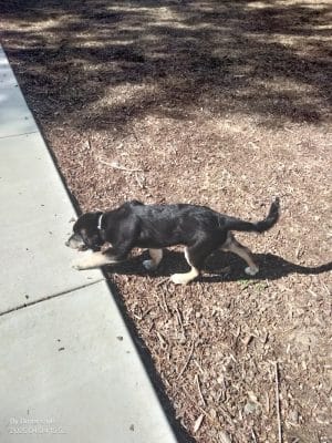 Dog park - Fairfield, CA