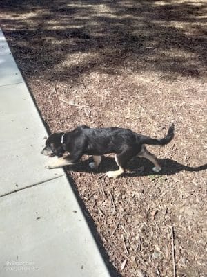 Dog park - Fairfield, CA