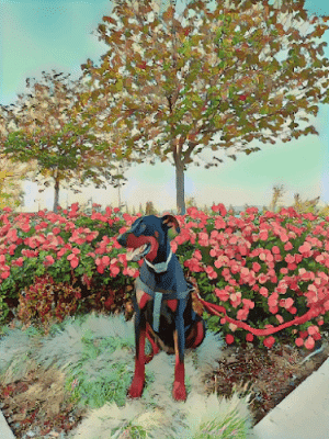 Large Dog Park | Cordelia Community Park,
