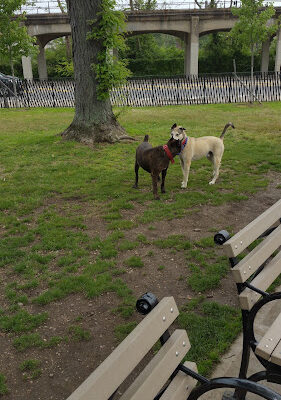 Rockaway Freeway Dog Run