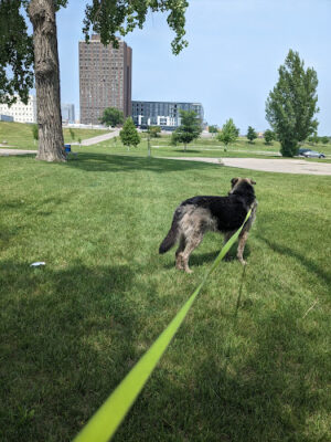 Dike East Dog Park