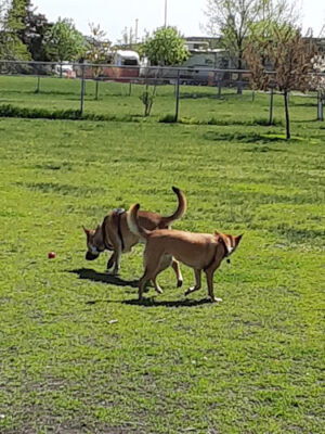 Dog park