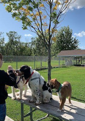 North Fargo Dog Park