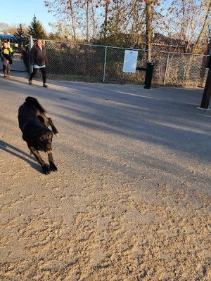 White Sands Dog Park