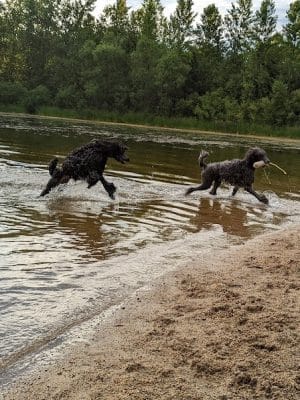 White Sands Dog Park