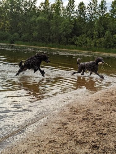 White Sands Dog Park