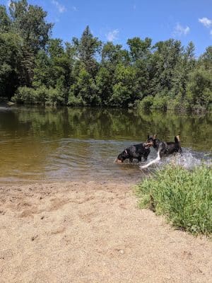White Sands Dog Park