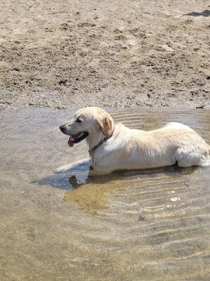 White Sands Dog Park
