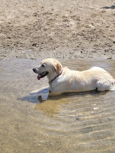 White Sands Dog Park