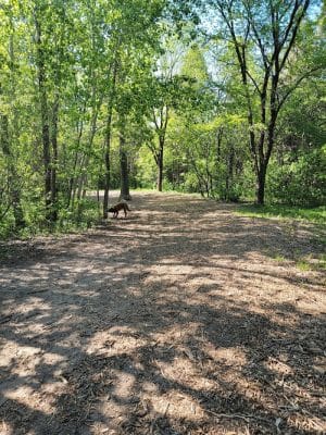 White Sands Dog Park