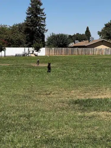 Armstrong Park