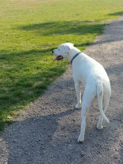 William Grace Dog Park - Farmington Hills, MI