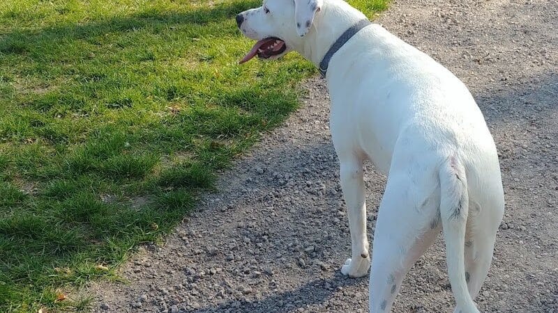 William Grace Dog Park - Farmington Hills, MI