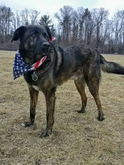 William Grace Dog Park - Farmington Hills, MI