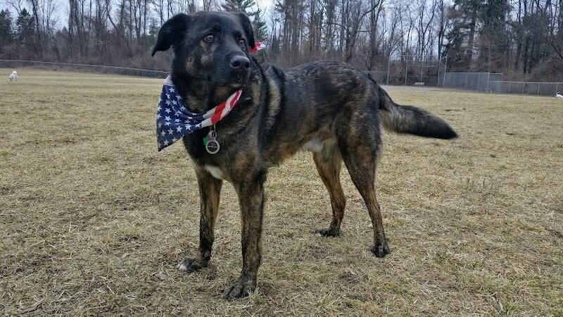 William Grace Dog Park - Farmington Hills, MI