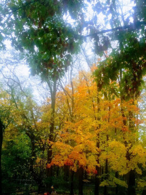 Drake Park (Farmington)