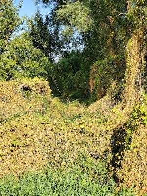 Farmington Preserve Park