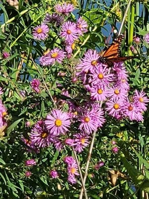 Farmington Preserve Park