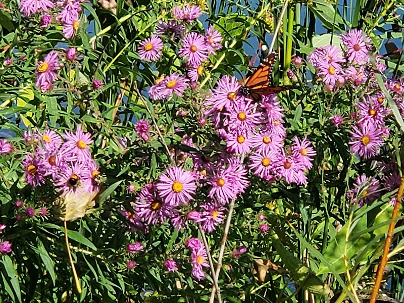 Farmington Preserve Park - Farmington, MN