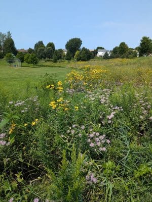 Meadow View Park