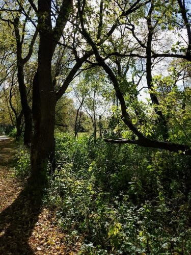 Meadow View Park