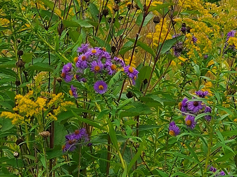 Meadow View Park - Farmington, MN