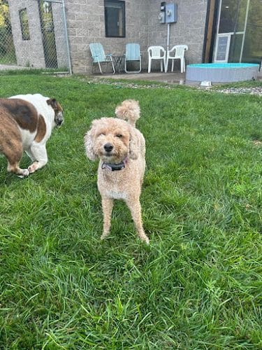Steinmetz Stay and Play LLC