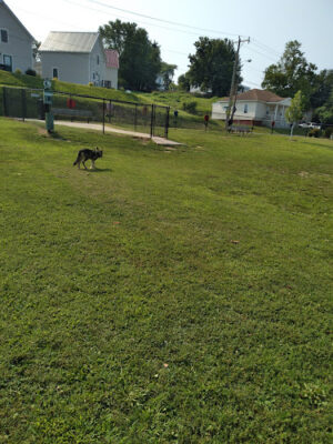 Dog Park
